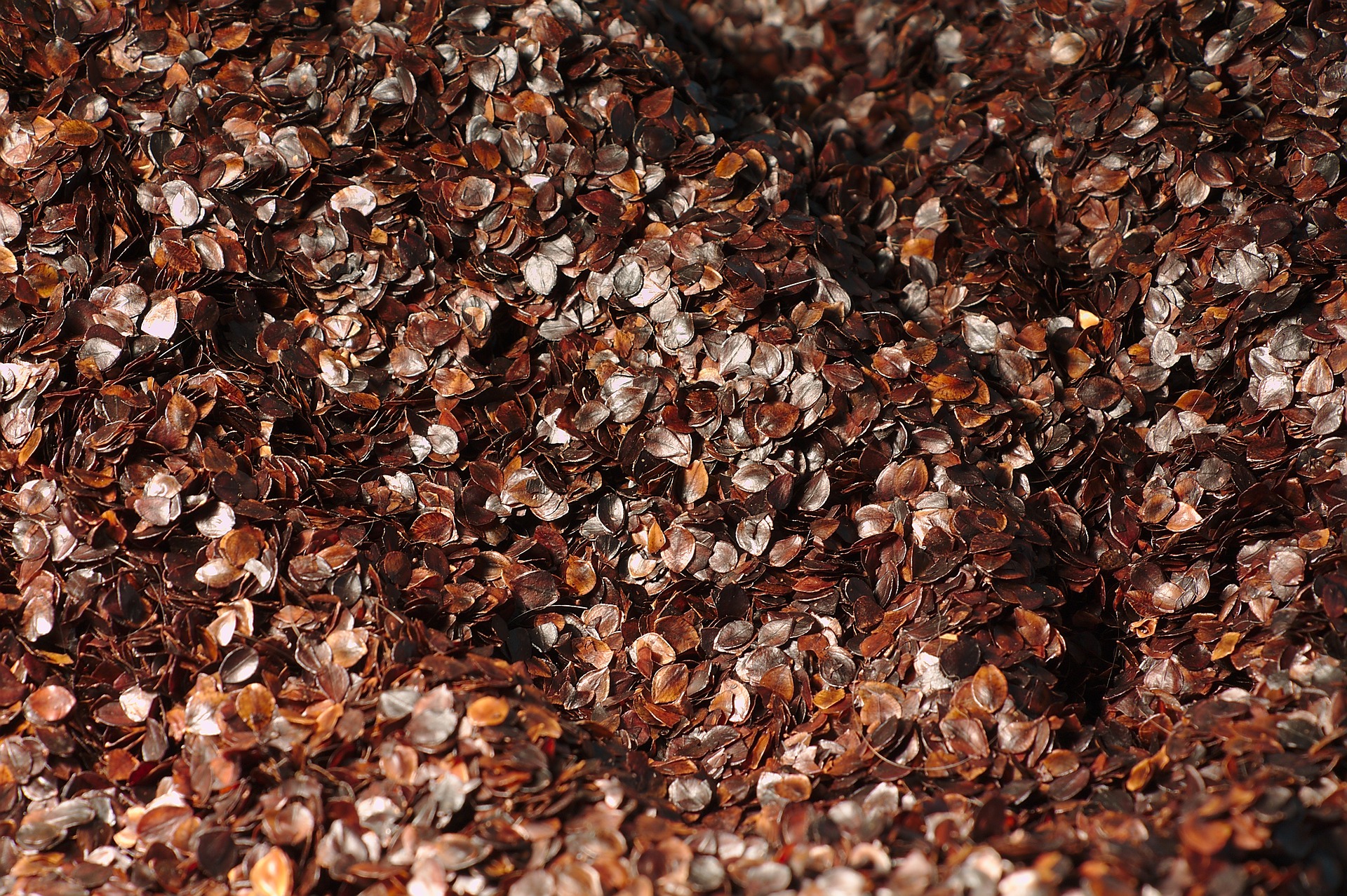 Pile of what buckwheat hulls look like