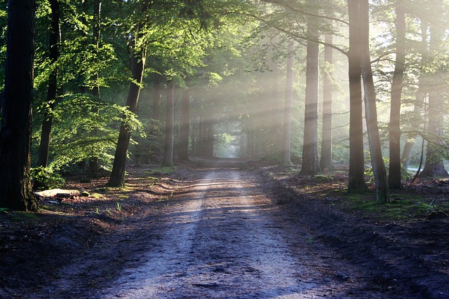 road in the woods